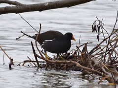 Gallinula chloropus