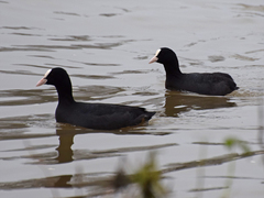 Fulica atra