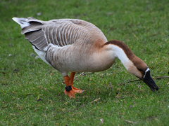 Anser cygnoides