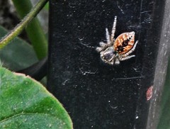 Philaeus chrysops