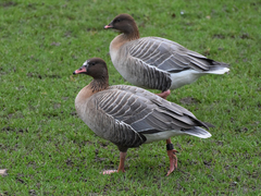Anser brachyrhynchus