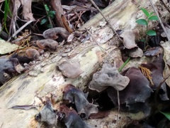 Auricularia cornea