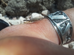 Raphidiinae