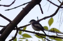 Ficedula hypoleuca