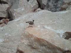 Raphidiinae