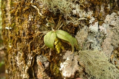 Drymoanthus flavus