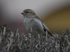 Passer domesticus