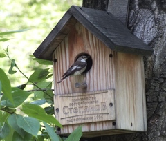 Ficedula hypoleuca