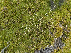 Dracophyllum muscoides