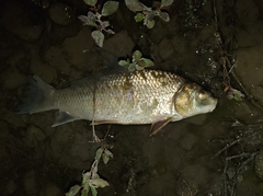 Carpiodes cyprinus