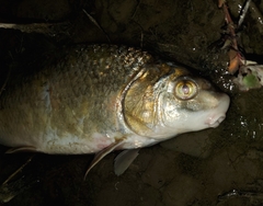 Carpiodes cyprinus
