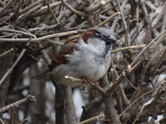 Passer domesticus