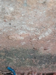 Trichomyrmex destructor