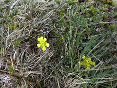 Ranunculus enysii
