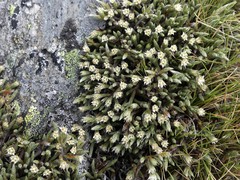 Kelleria villosa barbata