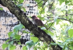 Passer montanus