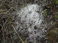 Thamnolia vermicularis vermicularis