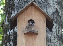 Passer montanus