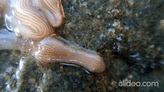 Baseodiscus delineatus