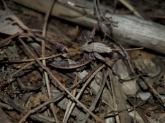 Neduba castanea