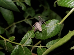 Neduba castanea