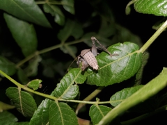 Neduba castanea