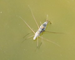 Neogerris parvulus