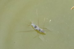 Neogerris parvulus