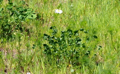 Tripleurospermum inodorum