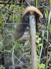 Psathyrella longipes image