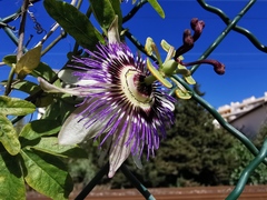 Passiflora caerulea