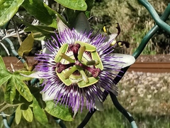Passiflora caerulea