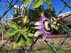 Passiflora caerulea