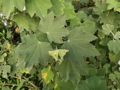 Malva subovata