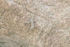 Pristurus celerrimus