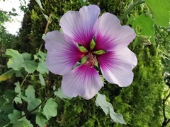 Malva subovata
