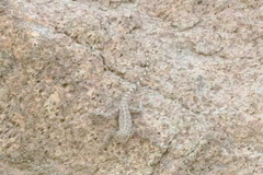 Pristurus celerrimus