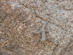 Pristurus celerrimus