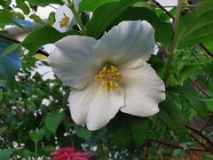 Philadelphus coronarius