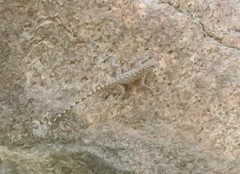 Pristurus celerrimus