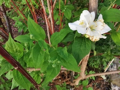 Philadelphus coronarius