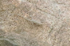 Pristurus celerrimus