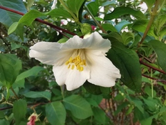 Philadelphus coronarius