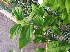 Philadelphus coronarius
