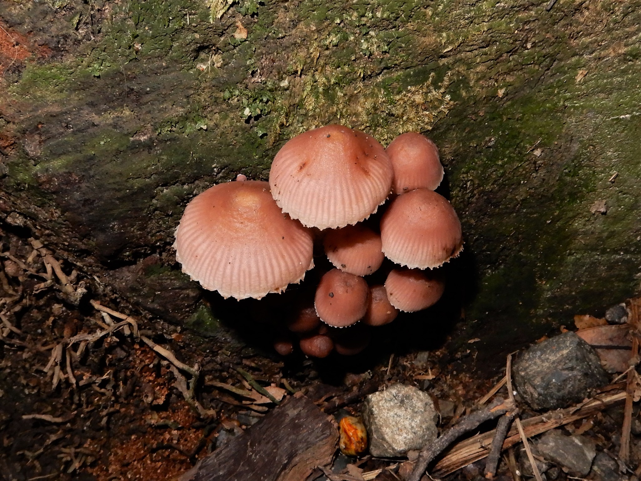 Mycena clarkeana