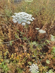 Ammi majus