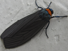 Macrobrochis staudingeri