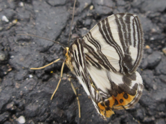 Callabraxas compositata