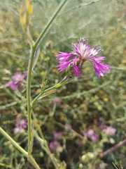 Centaurea diluta