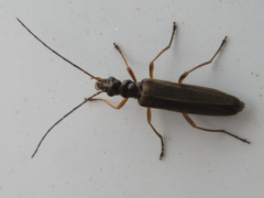 Oedemera amurensis